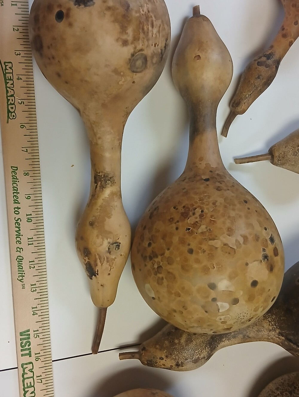 Decorative Natural Dried Gourds - Beige and Brown Home Art - Picture 7 of 10